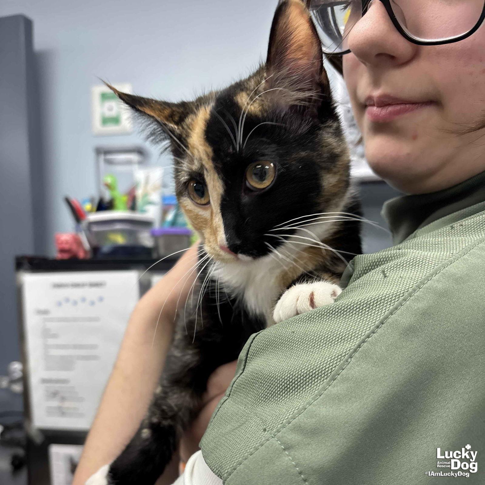 Enlarge Sprinkles, a Adopted Domestic Short Hair in Washington, DC image 1/3