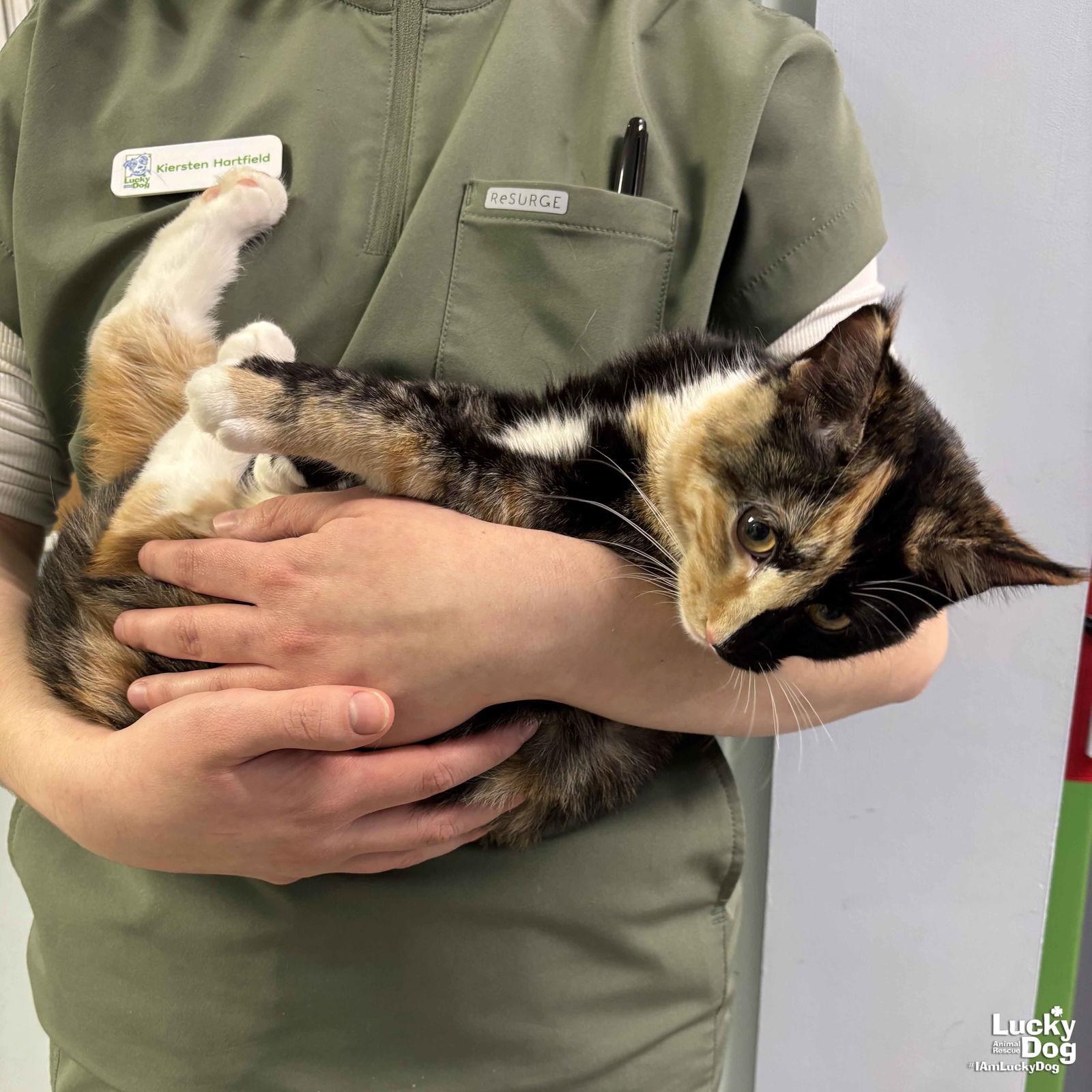 Enlarge Sprinkles, a Adopted Domestic Short Hair in Washington, DC image 3/3