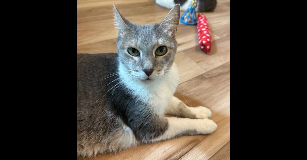 Jashika, Adoptable, Adult Female Domestic Short Hair.