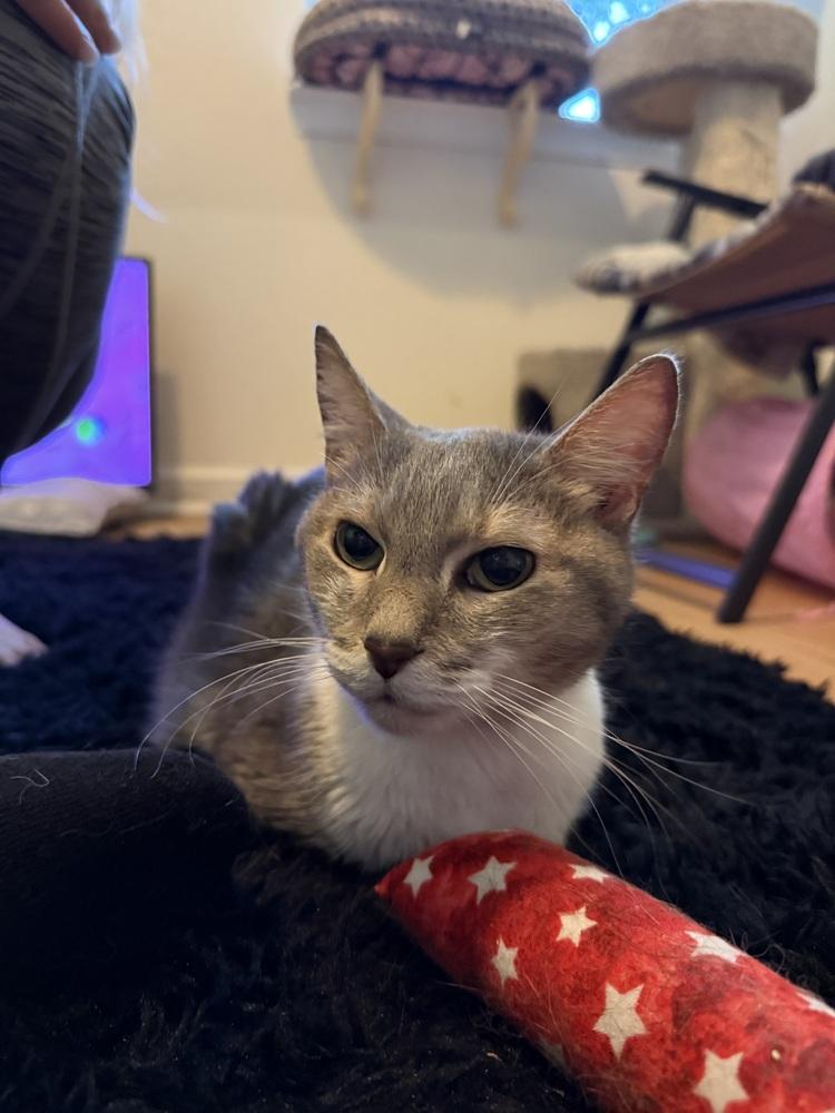 Enlarge Jashika, a Adoptable Domestic Short Hair in Virginia Beach, VA image 2/6