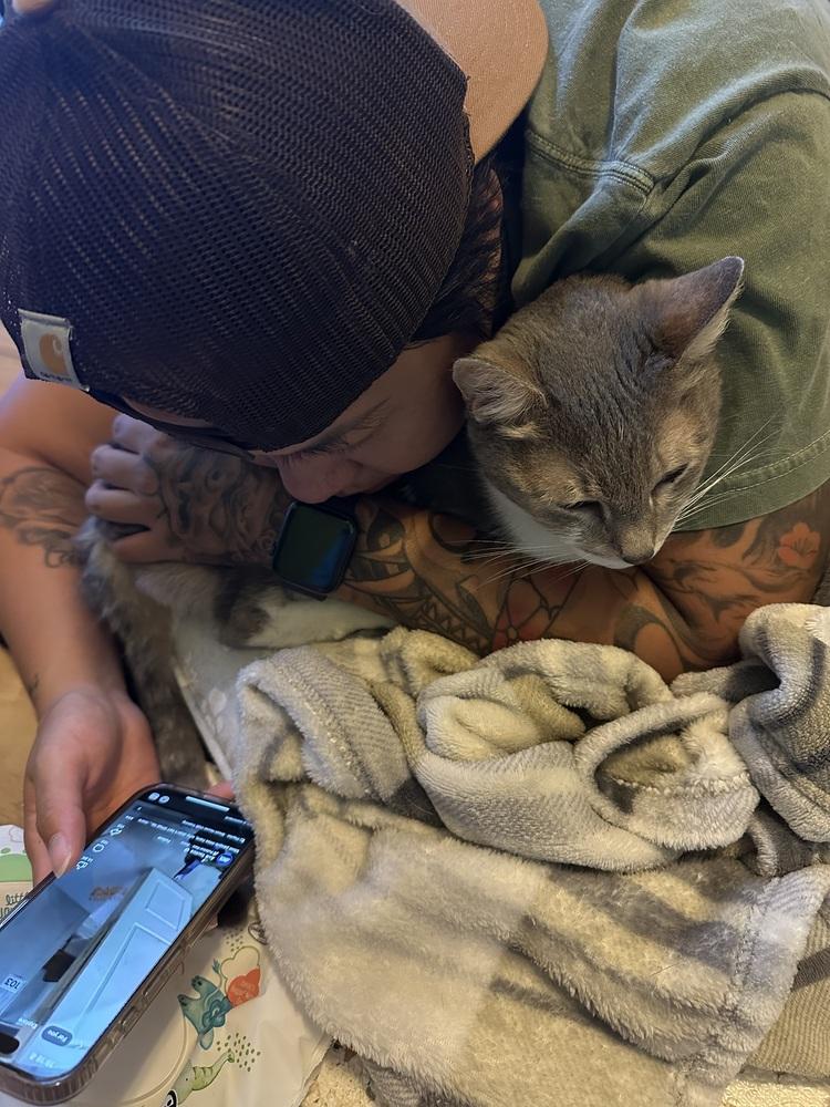 Jashika, a Adoptable Domestic Short Hair in Virginia Beach, VA image 2/6