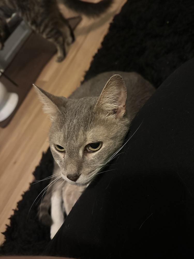 Jashika, a Adoptable Domestic Short Hair in Virginia Beach, VA image 3/6