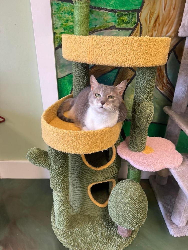 Jashika, a Adoptable Domestic Short Hair in Virginia Beach, VA image 4/6