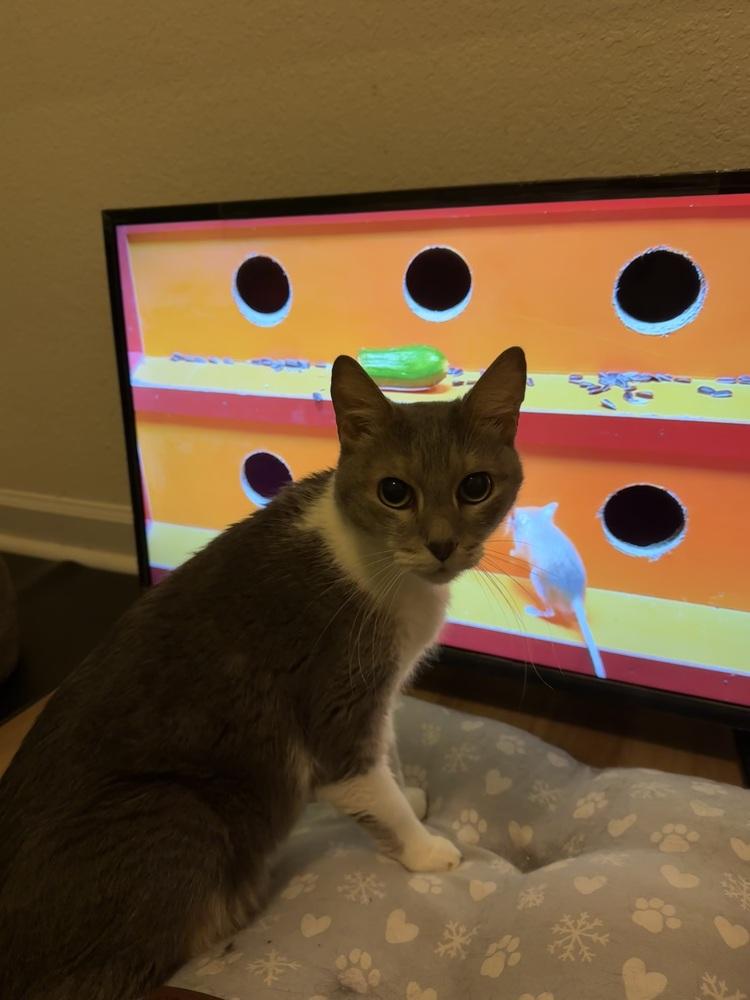 Jashika, Adoptable, Adult Female Domestic Short Hair.