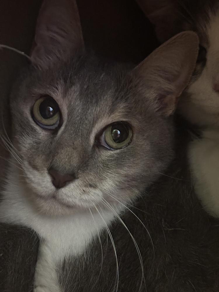 Jashika, a Adoptable Domestic Short Hair in Virginia Beach, VA image 6/6