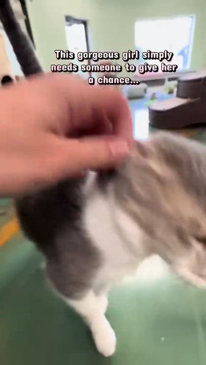 Enlarge Jashika, a Adoptable Domestic Short Hair in Virginia Beach, VA video 6/6
