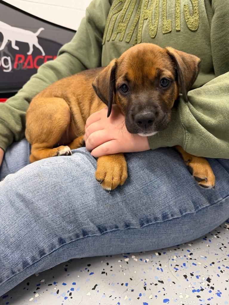 Echo, Adoptable, Puppy Female Affenpinscher.