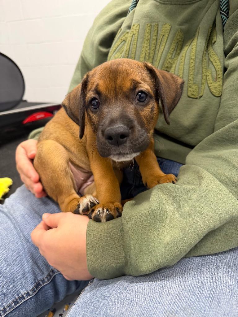 Enlarge Echo, a Adoptable Affenpinscher in Pierceton, IN image 2/6