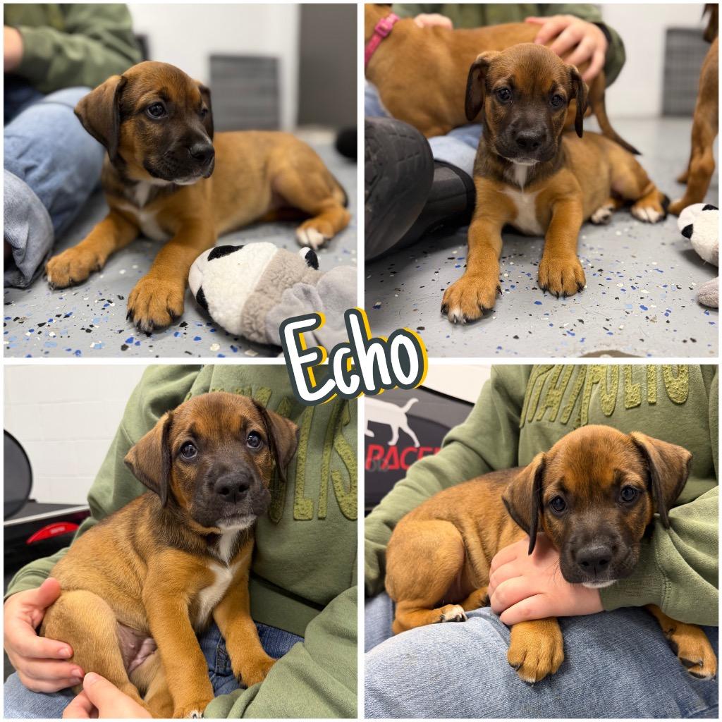 Enlarge Echo, a Adoptable Affenpinscher in Pierceton, IN image 4/6