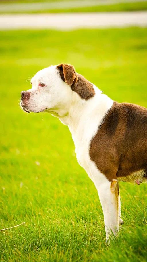 Enlarge Sandy, a Adoptable Boxer in Kenton, OH image 3/3