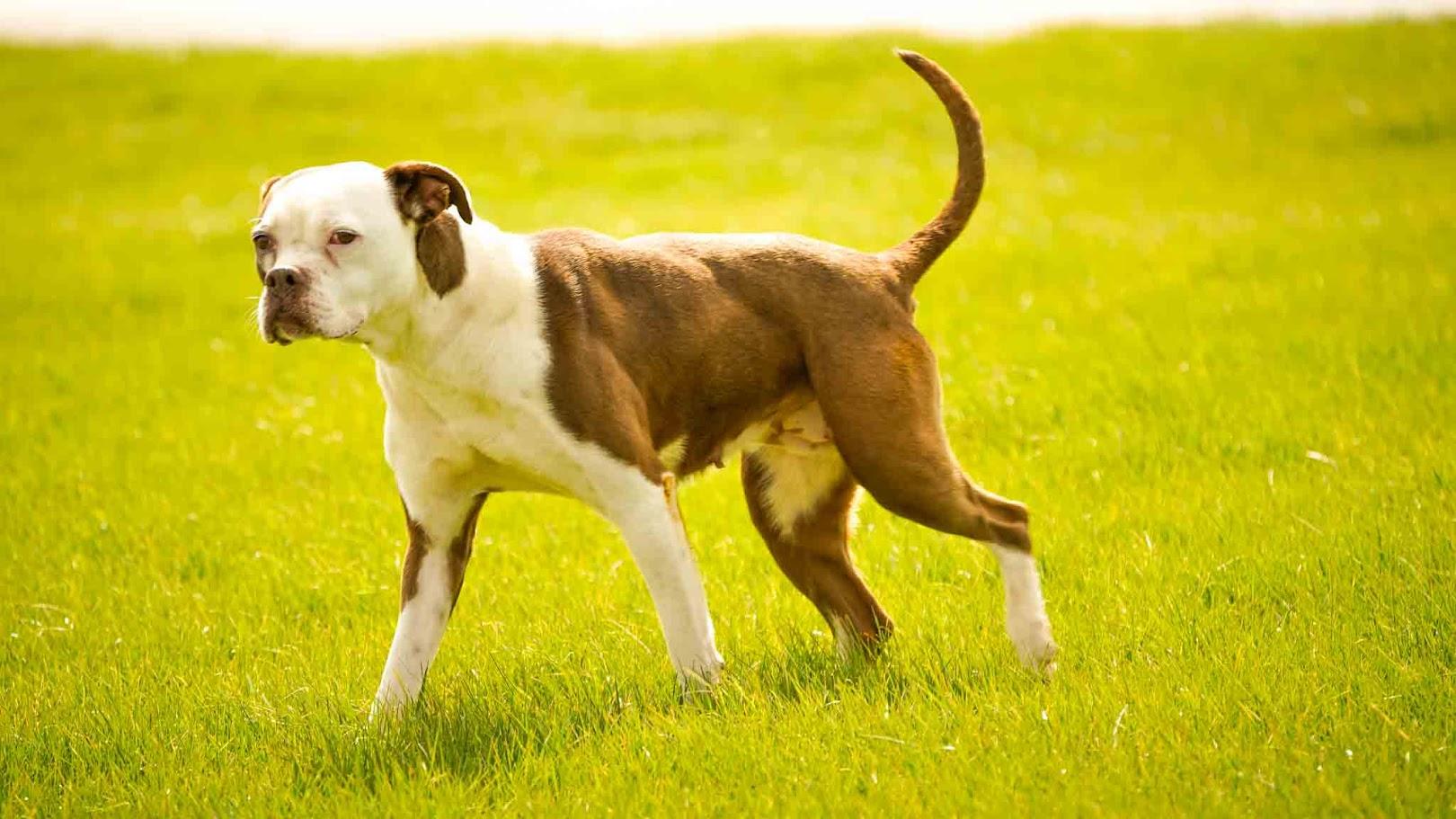 Enlarge Sandy, a Adoptable Boxer in Kenton, OH image 1/3