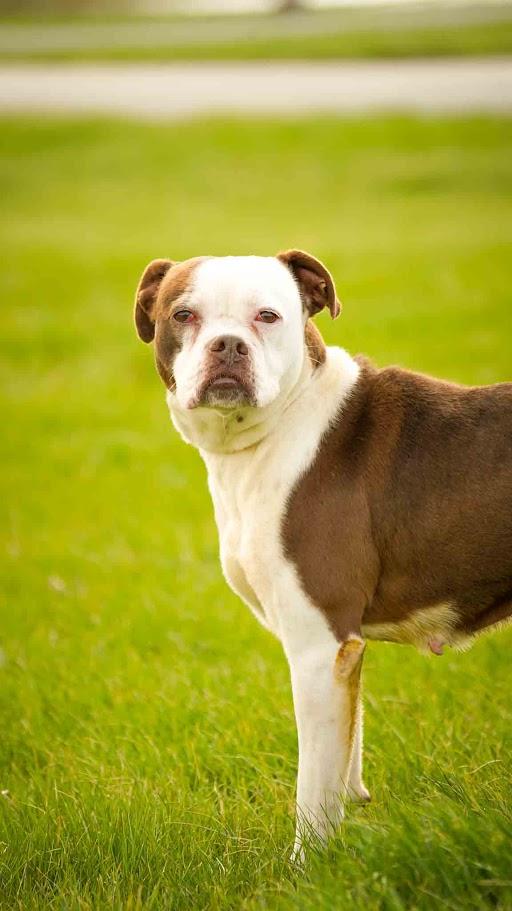 Enlarge Sandy, a Adoptable Boxer in Kenton, OH image 2/3
