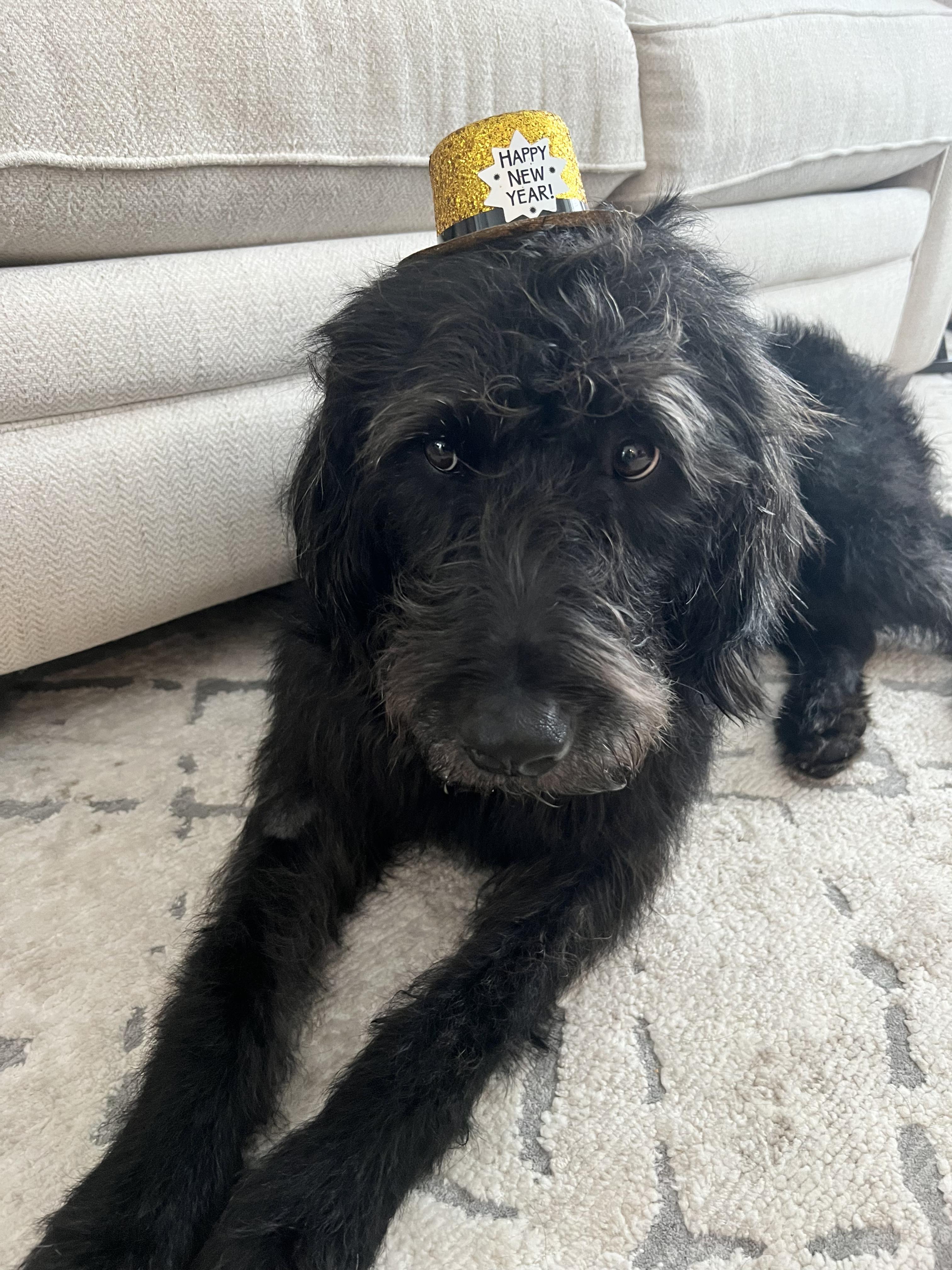 Enlarge Beans, an adopted Labradoodle in Fremont, OH image 3/6
