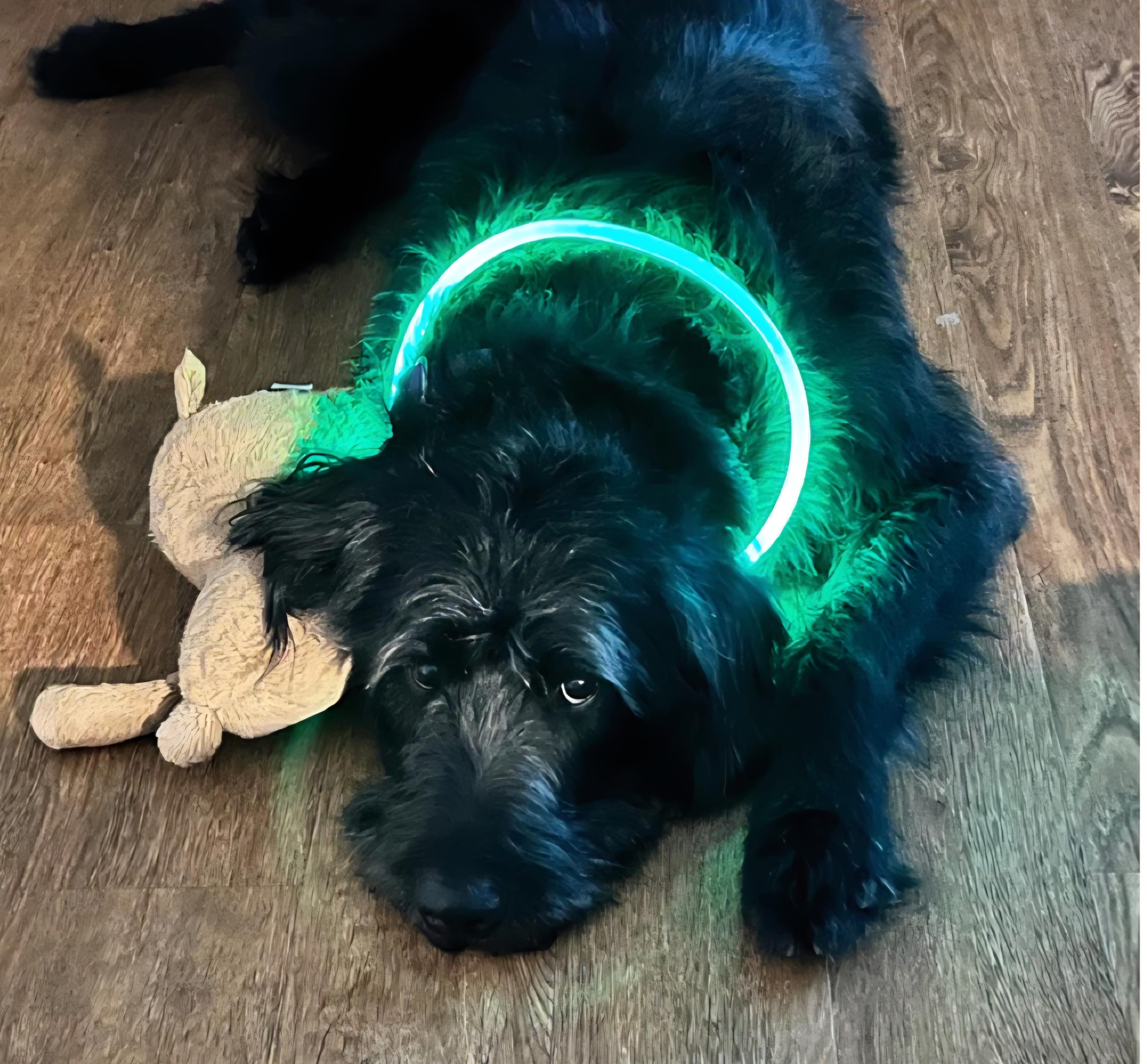 Enlarge Beans, an adopted Labradoodle in Fremont, OH image 4/6