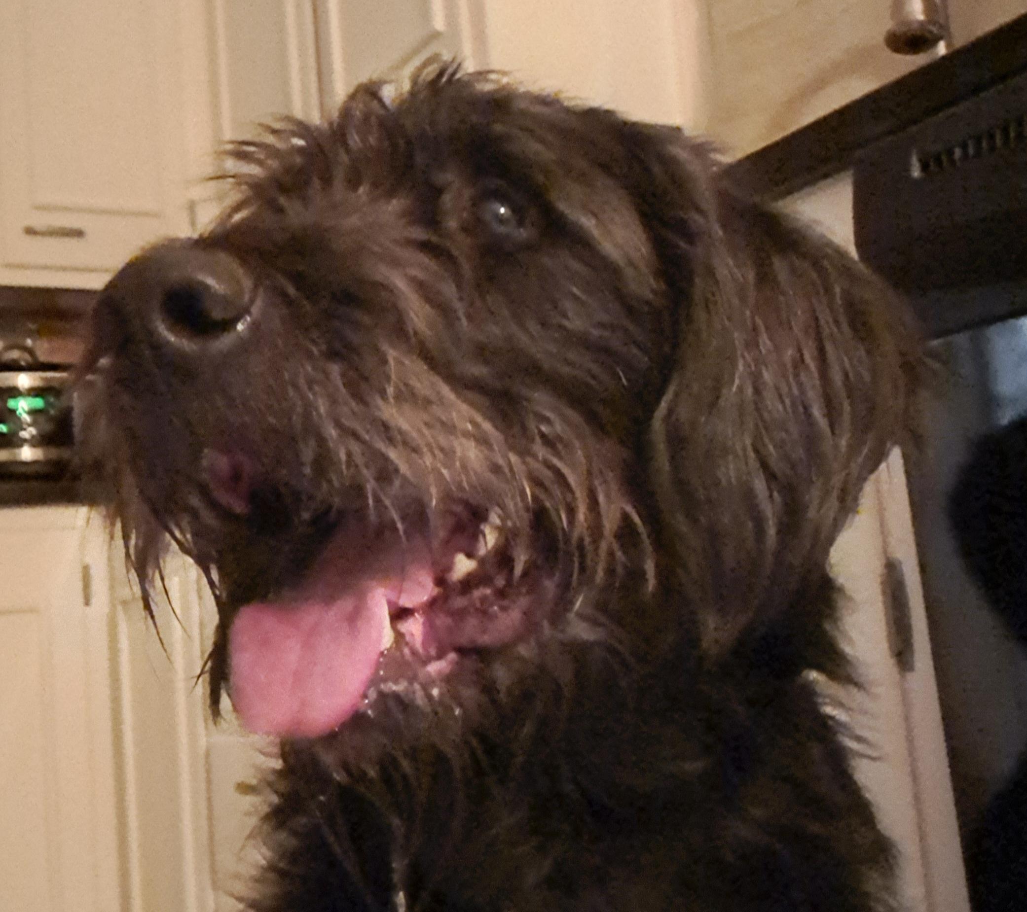 Enlarge Beans, an adopted Labradoodle in Fremont, OH image 1/6