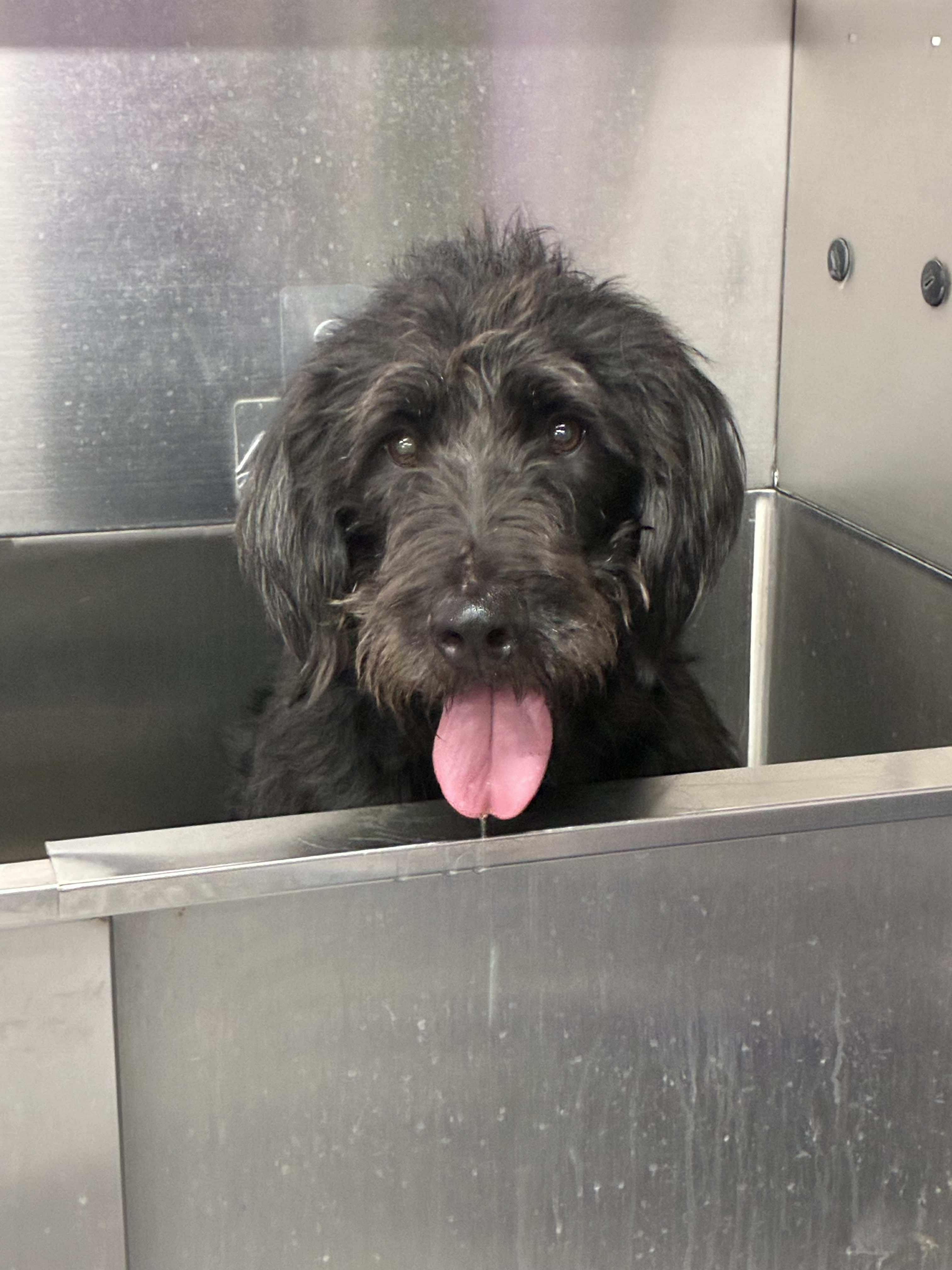 Enlarge Beans, an adopted Labradoodle in Fremont, OH image 2/6