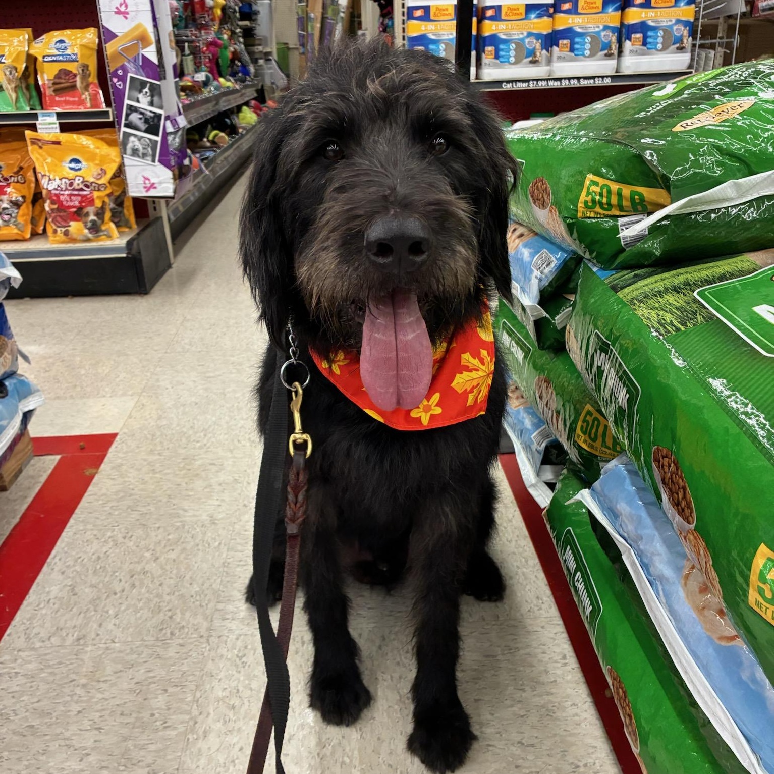 Enlarge Beans, an adopted Labradoodle in Fremont, OH image 5/6