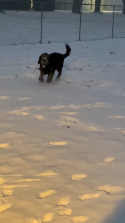 Enlarge Beans, an adopted Labradoodle in Fremont, OH video 6/6