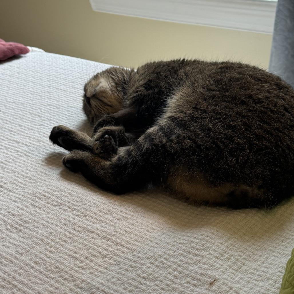 Minxy, Adoptable, Adult Female Manx.