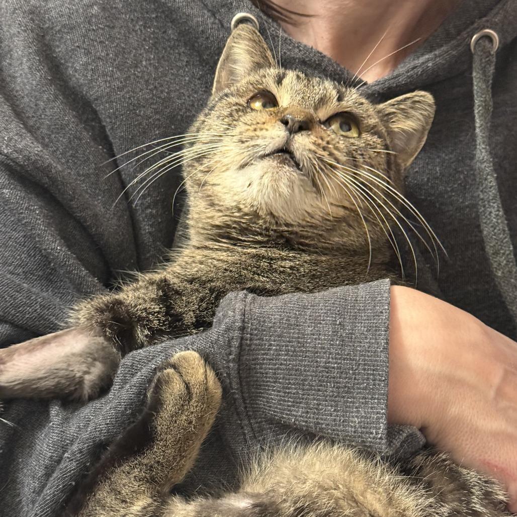 Enlarge Minxy, a Adoptable Manx in Raleigh, NC image 2/3