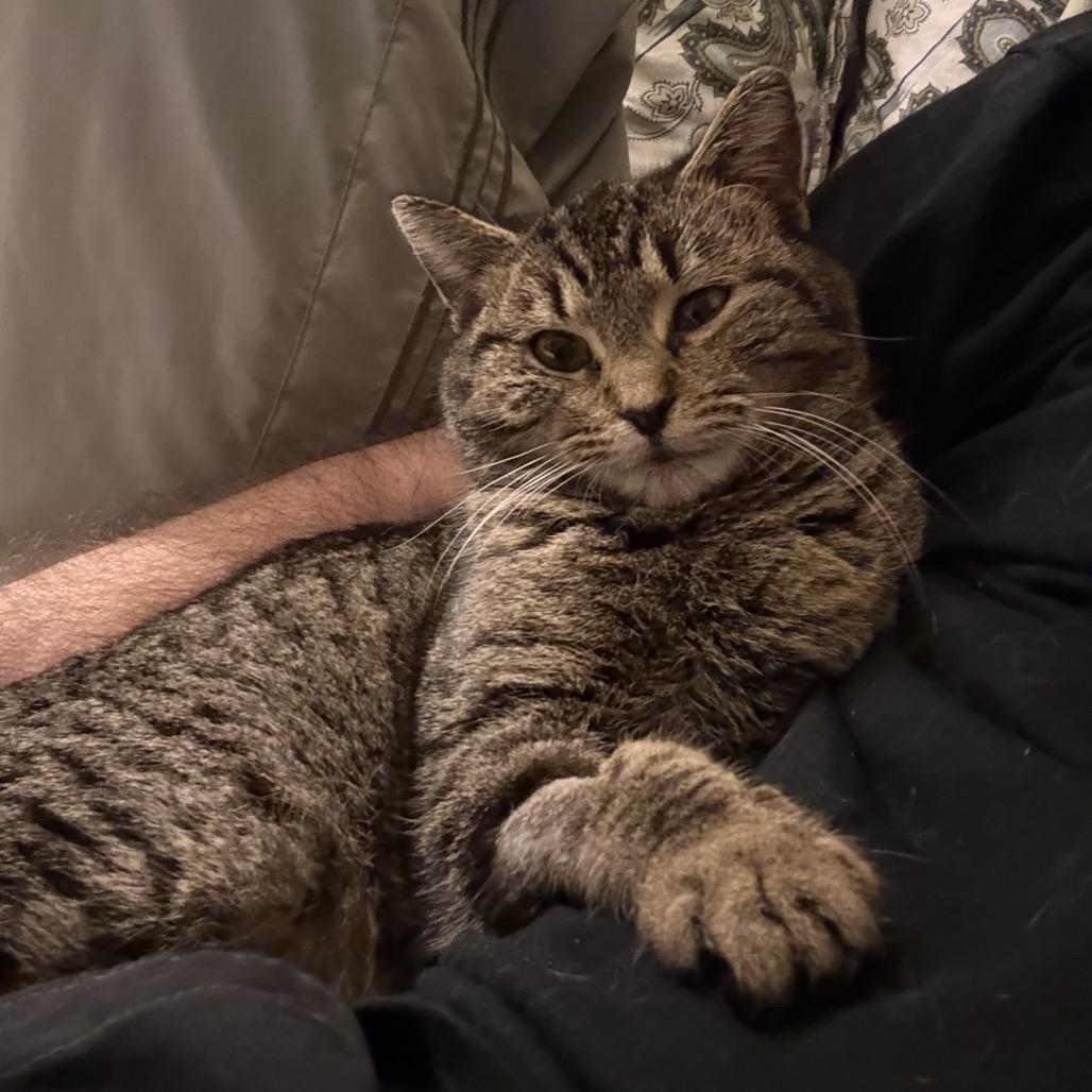 Enlarge Minxy, a Adoptable Manx in Raleigh, NC image 3/6
