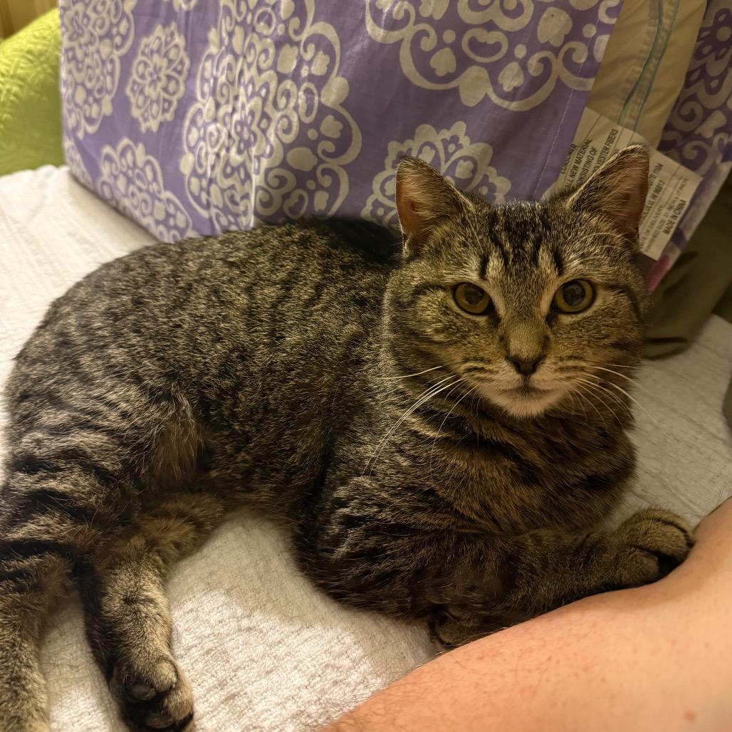 Enlarge Minxy, a Adoptable Manx in Raleigh, NC image 5/6