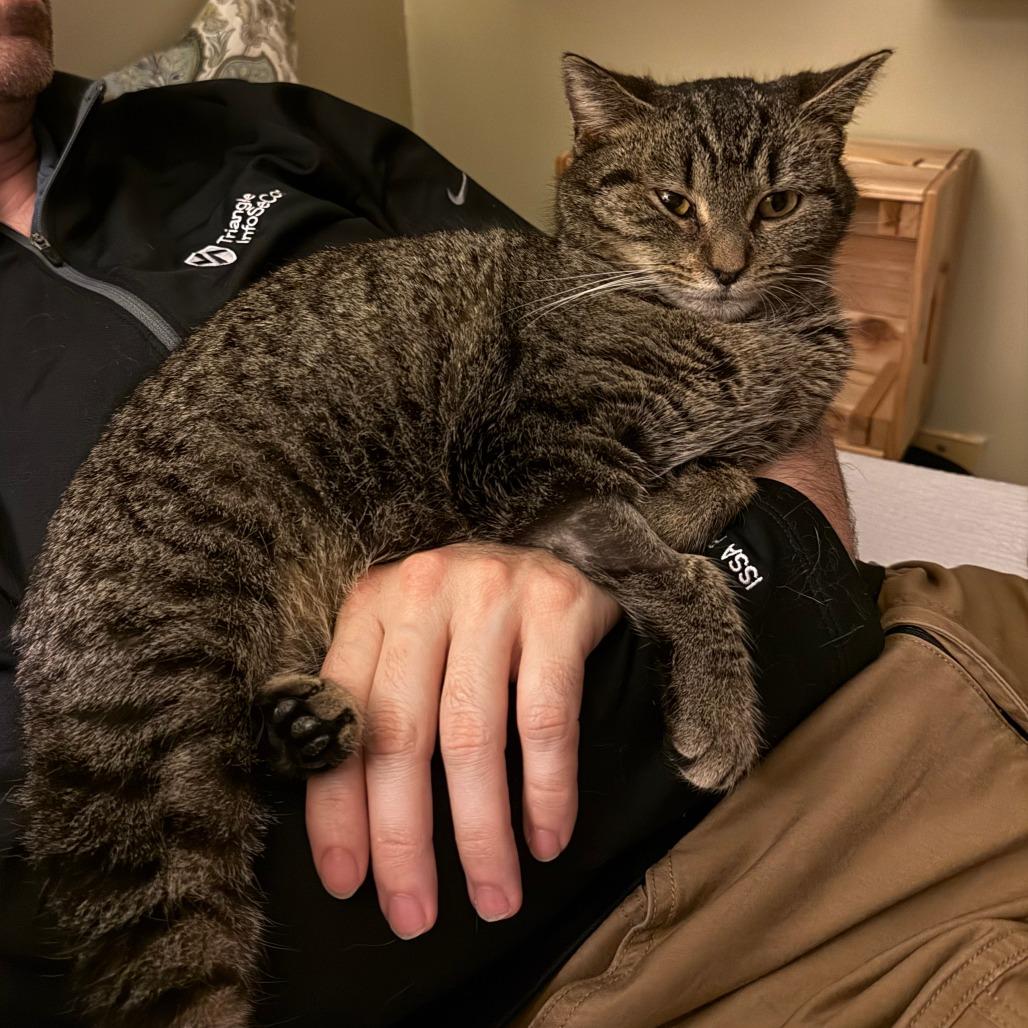 Enlarge Minxy, a Adoptable Manx in Raleigh, NC image 3/3