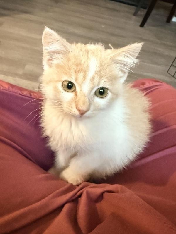 Bo, ADOPTABLE, Young Male Domestic Short Hair.