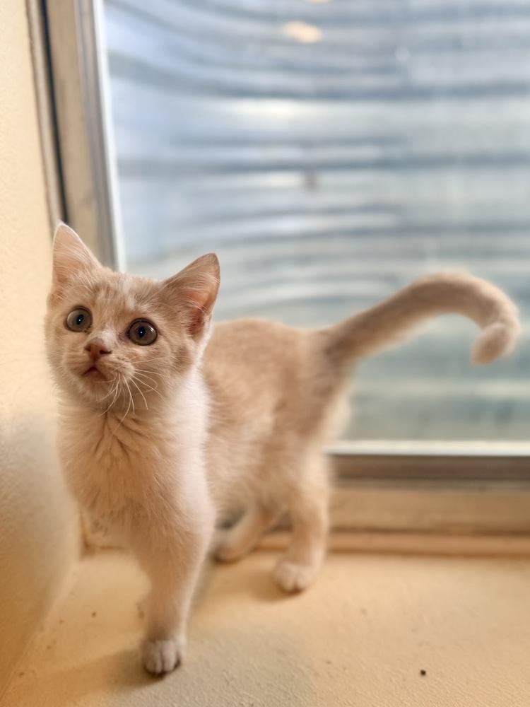 Bo, a ADOPTABLE Domestic Short Hair in Denver, CO image 2/3