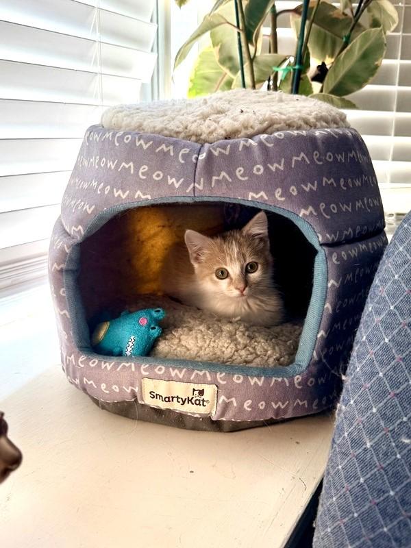 Bo, a ADOPTABLE Domestic Short Hair in Denver, CO image 3/3