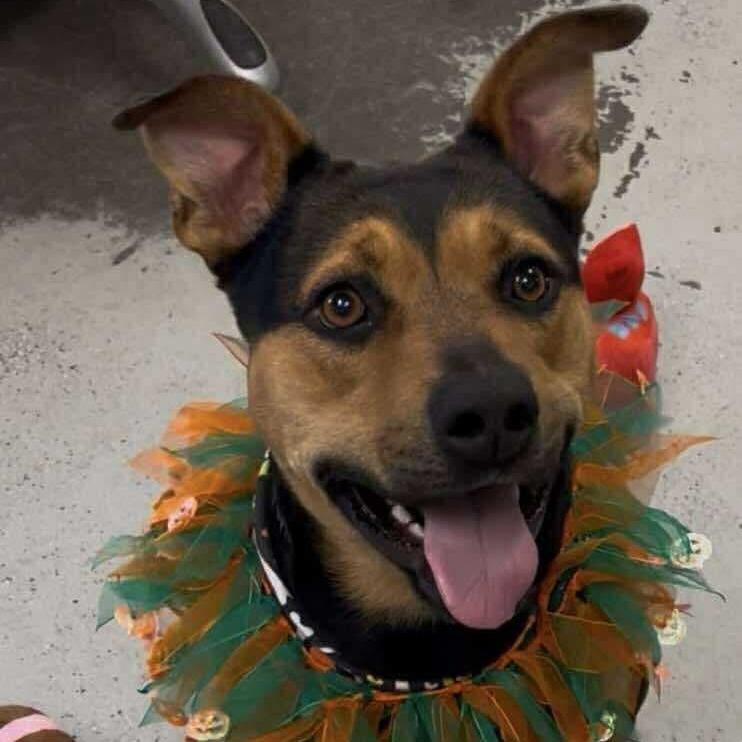 Hazel, a Adoptable mixed breed in Turlock, CA image 2/6