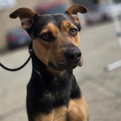 Hazel, a Adoptable mixed breed in Turlock, CA image 4/6