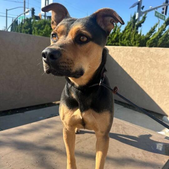 Hazel, a Adoptable mixed breed in Turlock, CA image 5/6