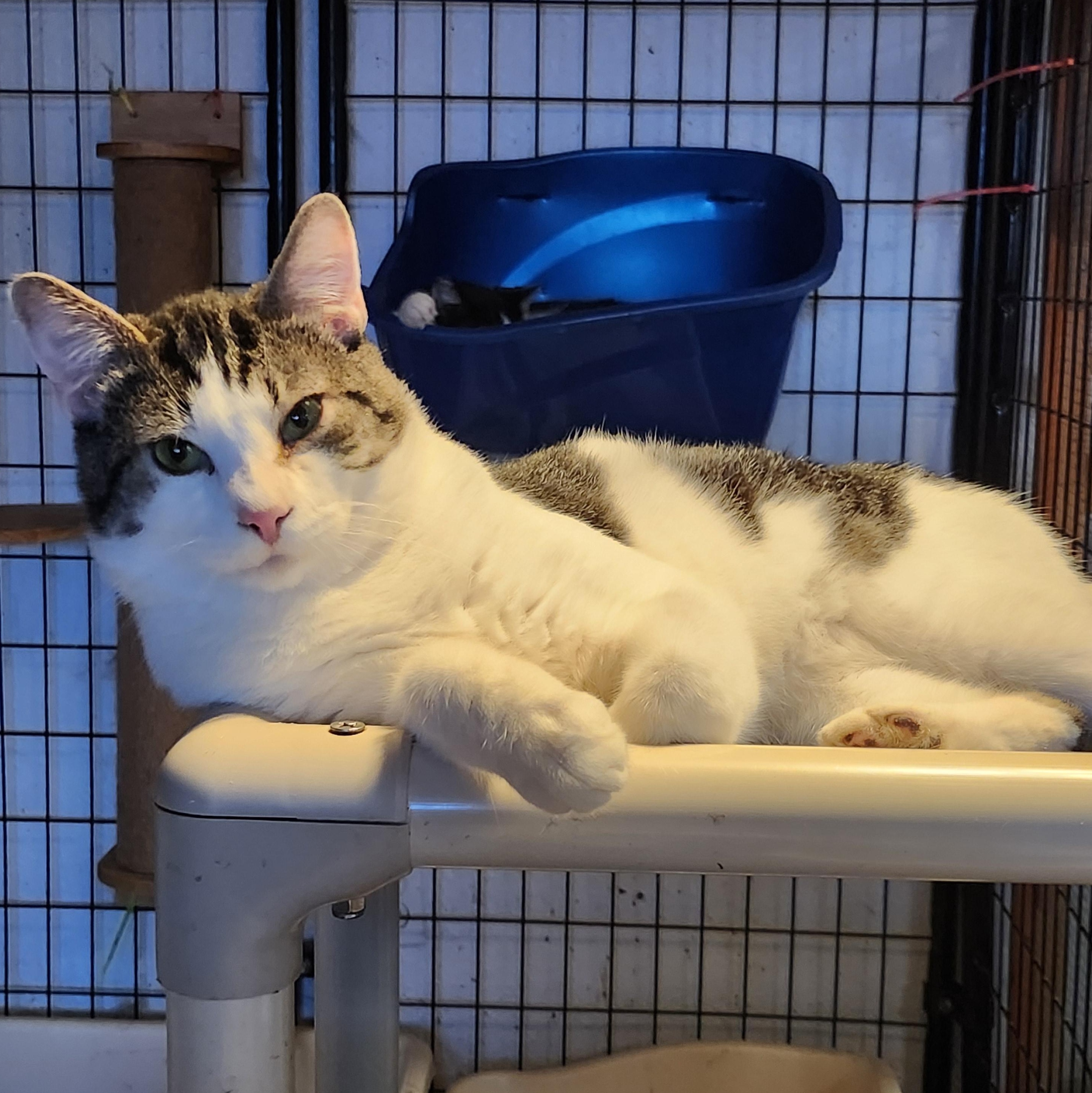 Tybalt, a Adoptable Domestic Short Hair in Tillamook, OR image 1/5