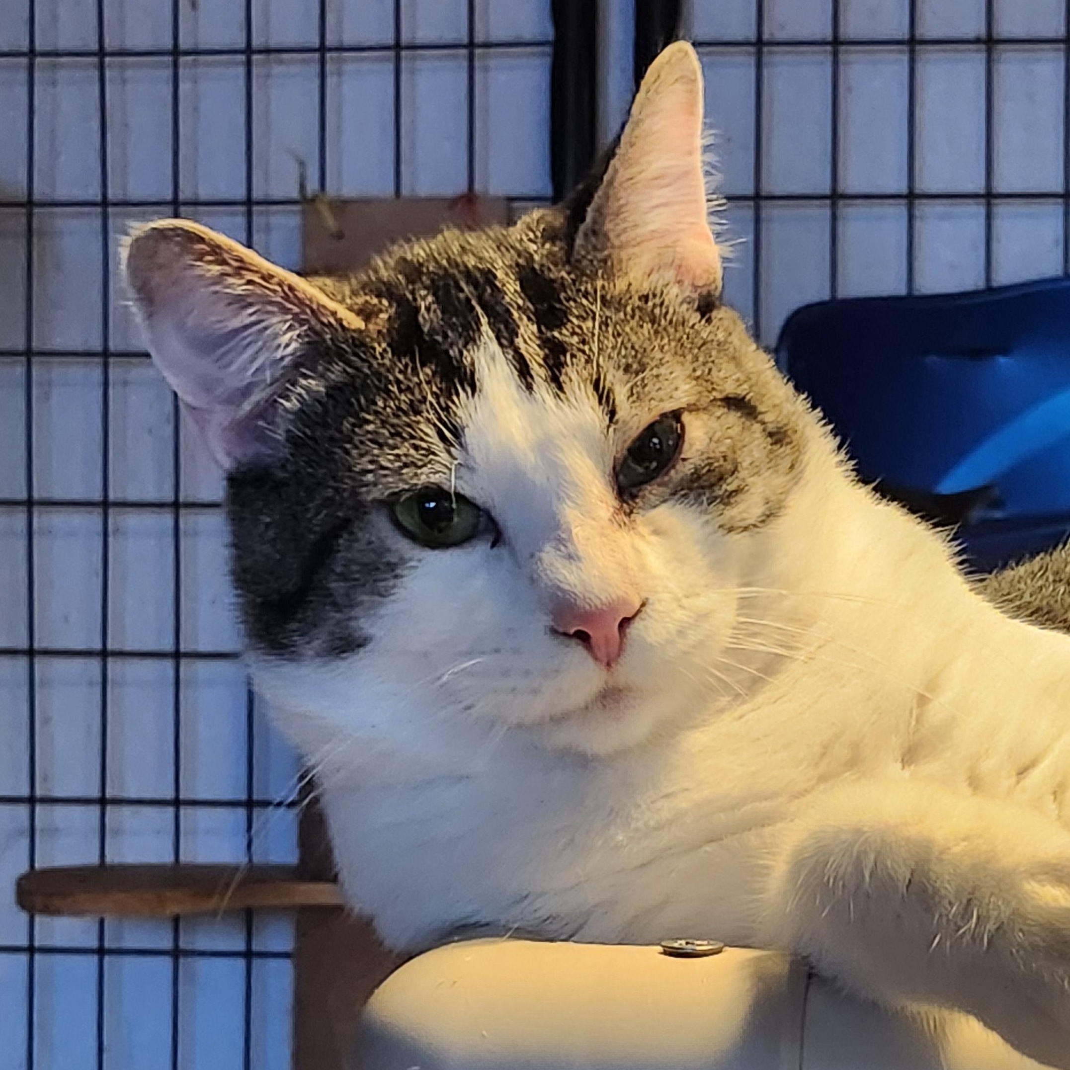 Tybalt, a Adoptable Domestic Short Hair in Tillamook, OR image 2/5