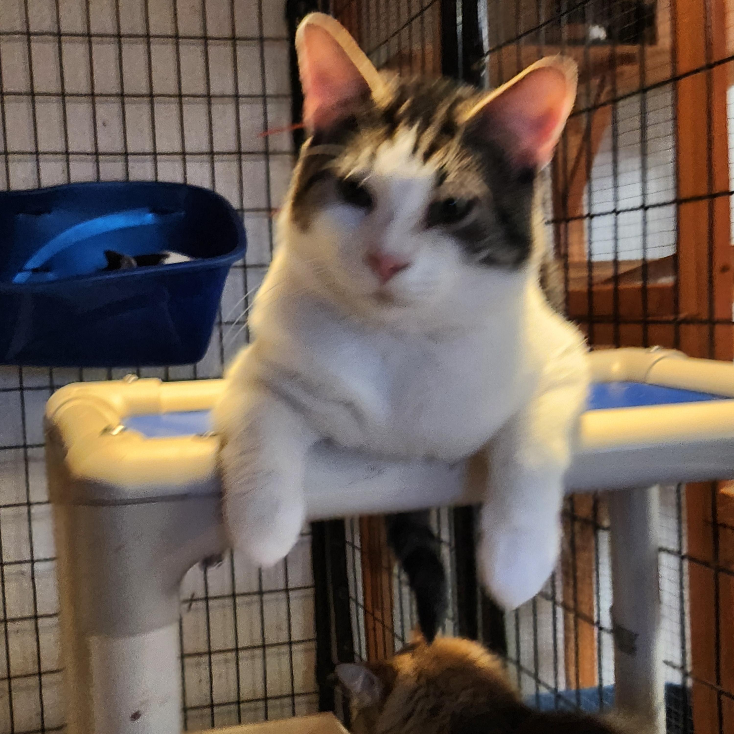 Tybalt, a Adoptable Domestic Short Hair in Tillamook, OR image 3/5