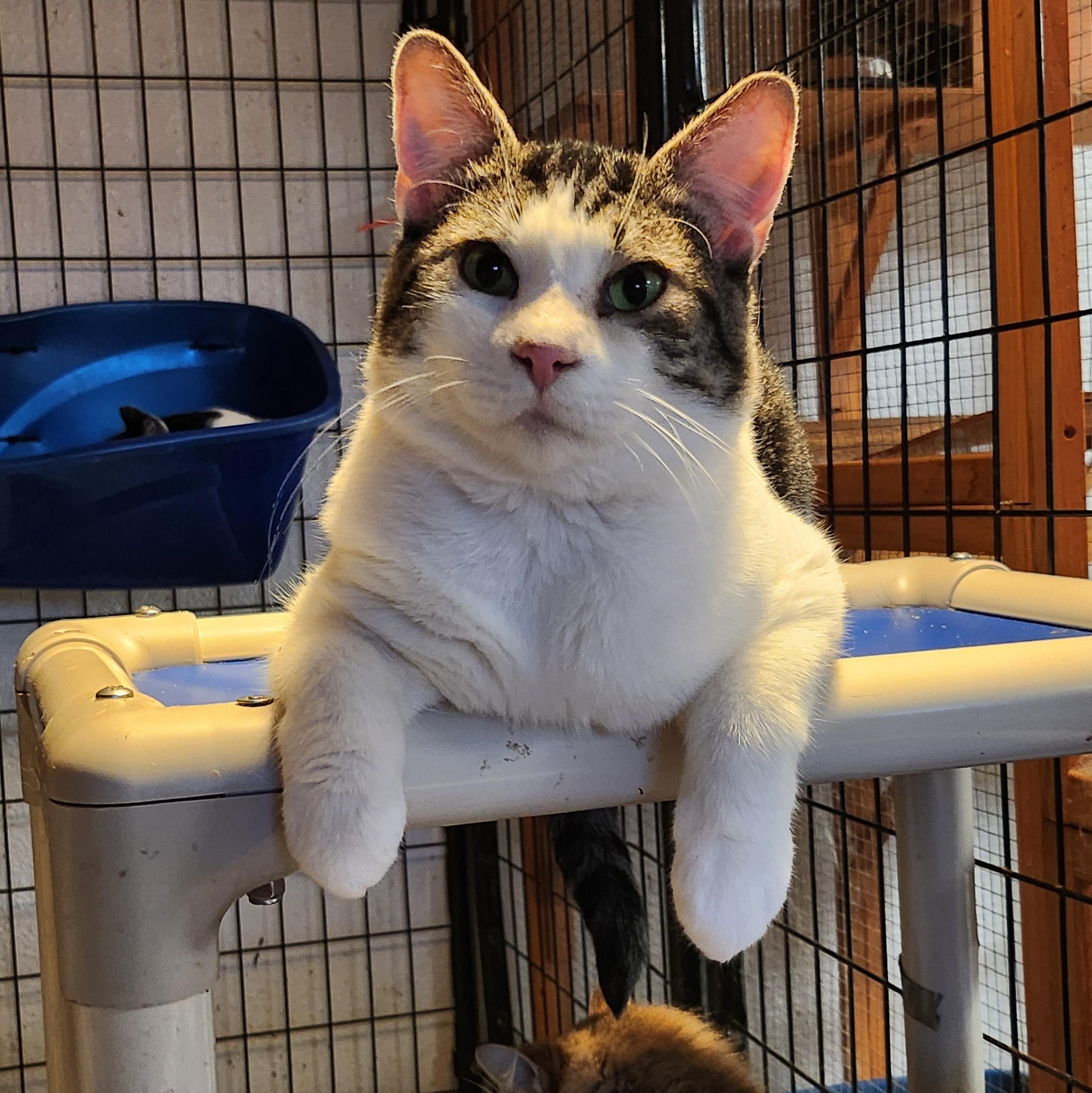 Tybalt, a Adoptable Domestic Short Hair in Tillamook, OR image 4/5