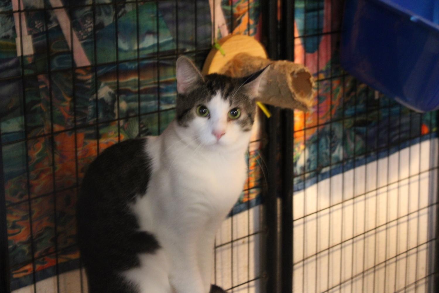Tybalt, a Adoptable Domestic Short Hair in Tillamook, OR image 5/5