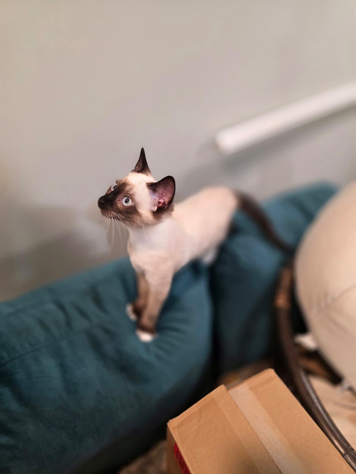 Enlarge Zara, an adopted mixed breed in Chattanooga, TN image 5/5