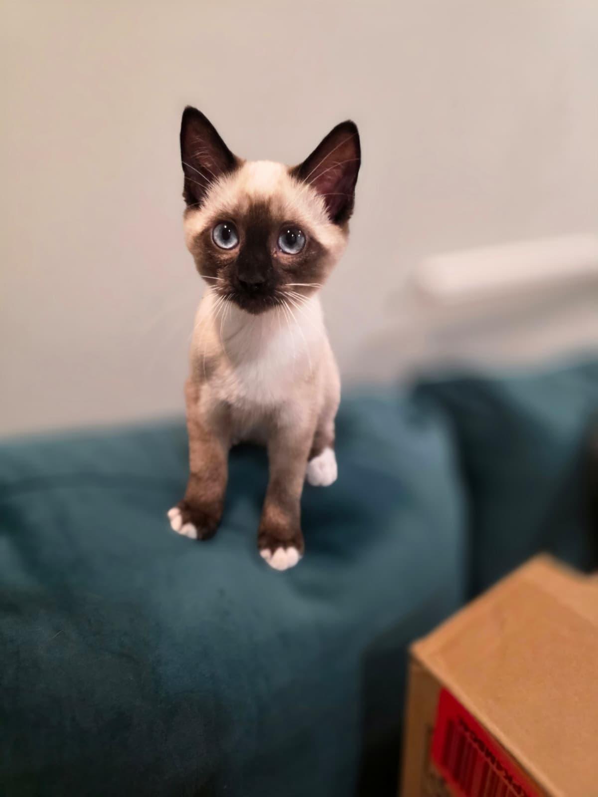Zara, adopted, Kitten Female Siamese.