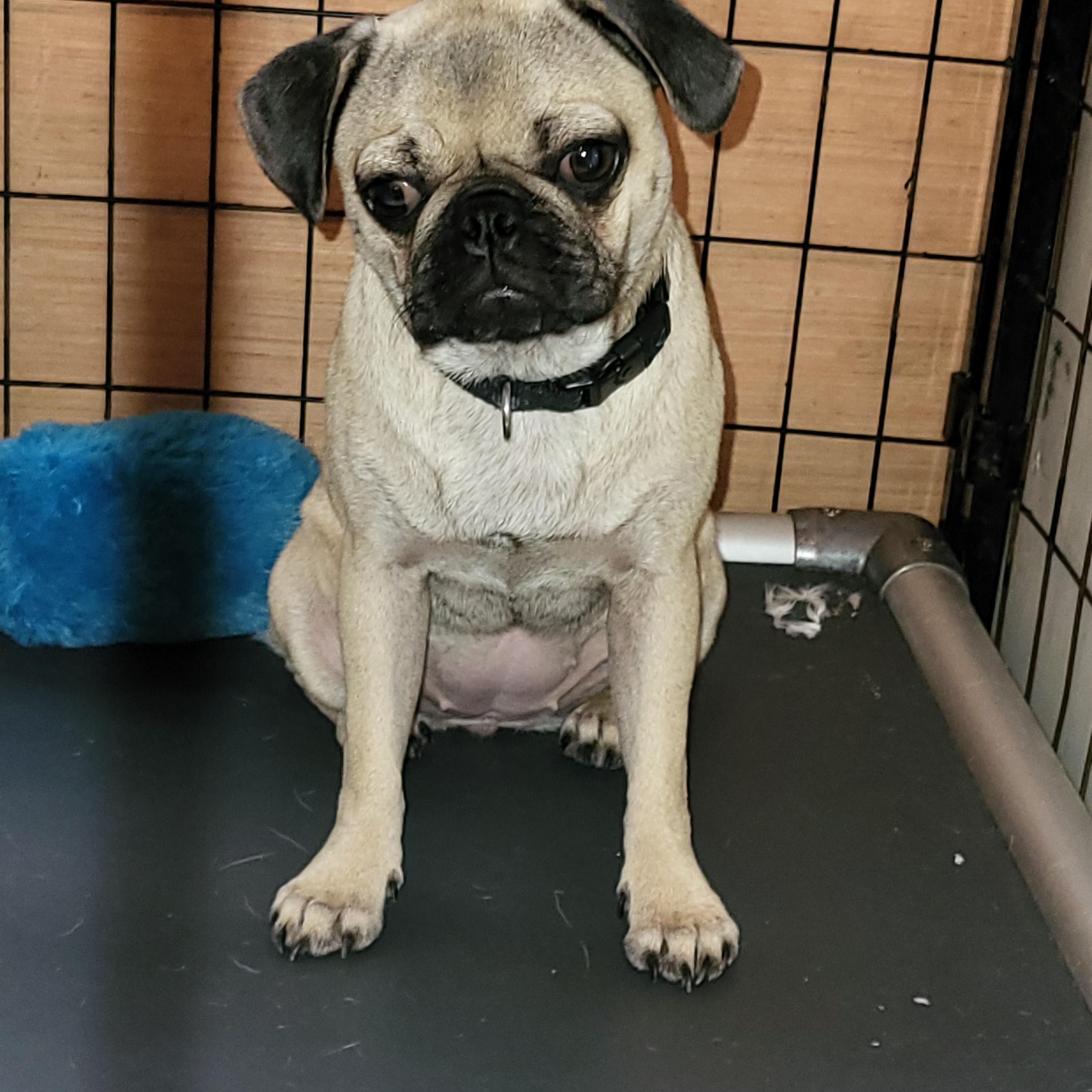 Daisy P, Adopted, Puppy Female Pug.