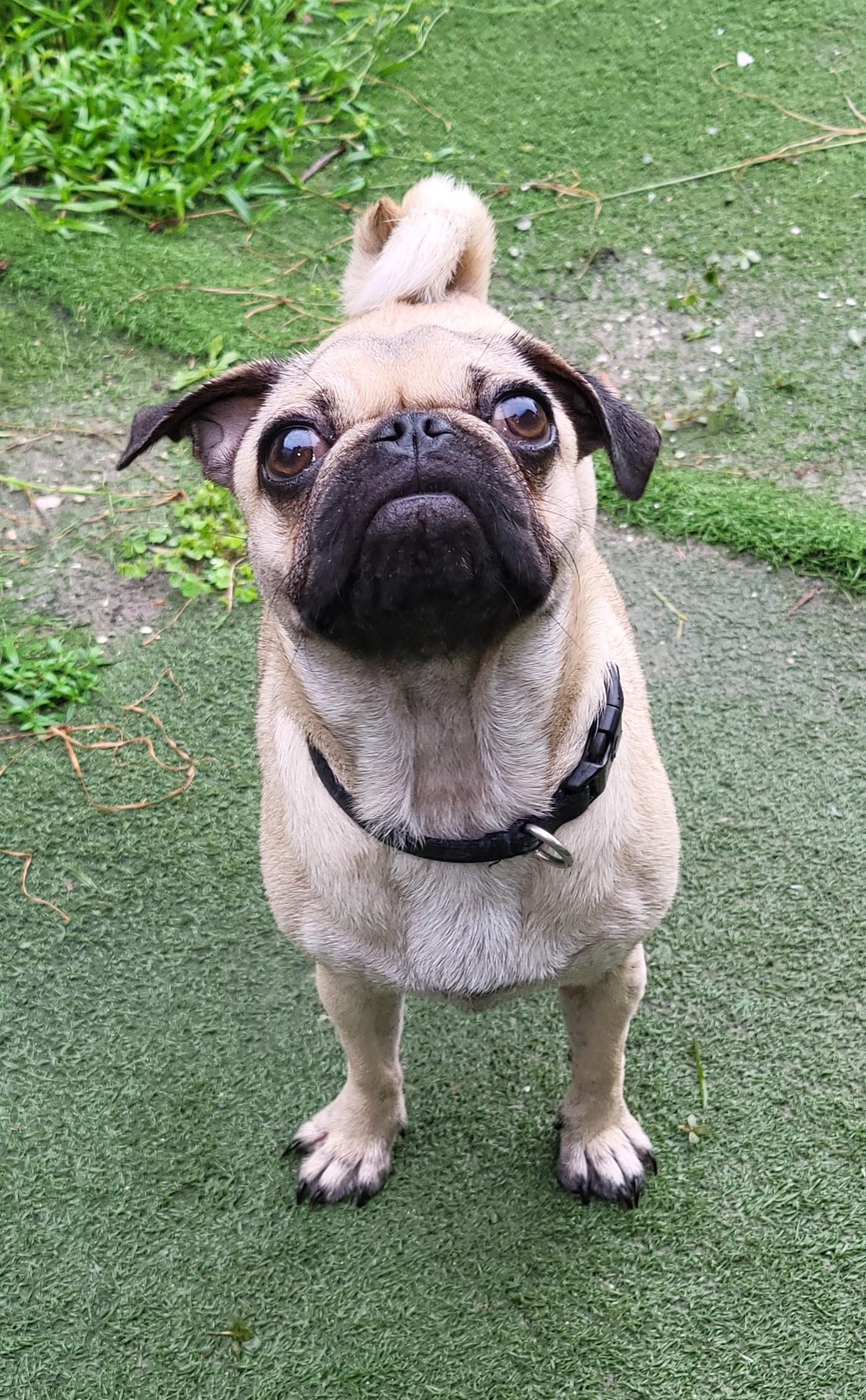 Enlarge Daisy P, a Adopted Pug in Sarasota, FL image 2/6