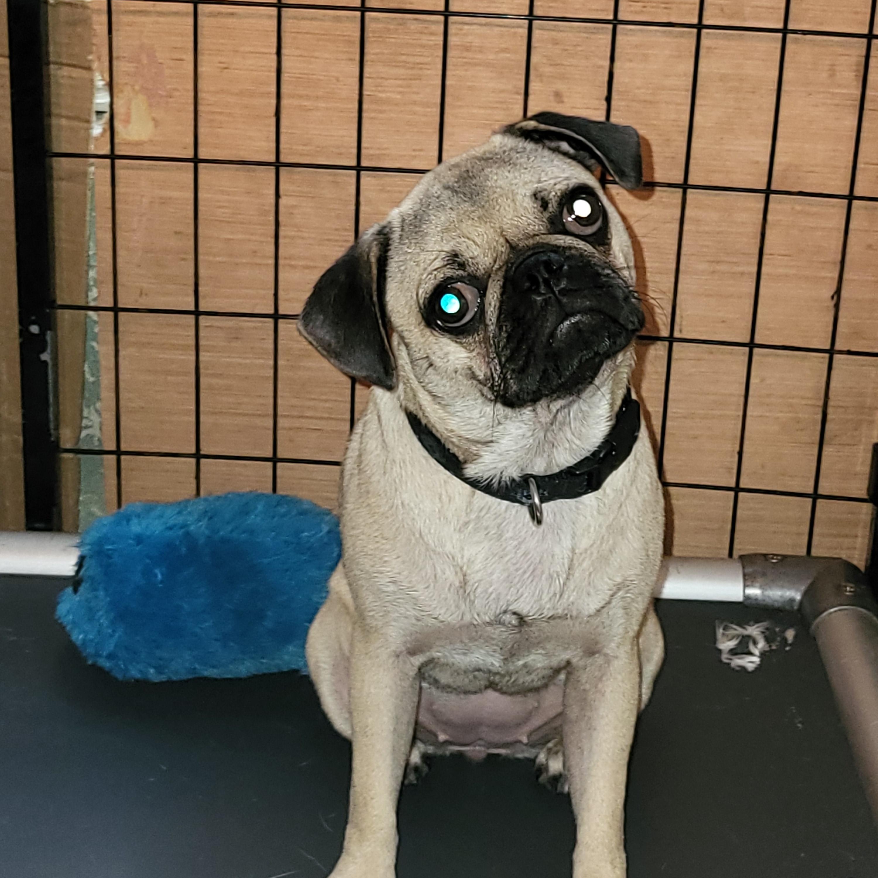 Enlarge Daisy P, a Adopted Pug in Sarasota, FL image 3/6