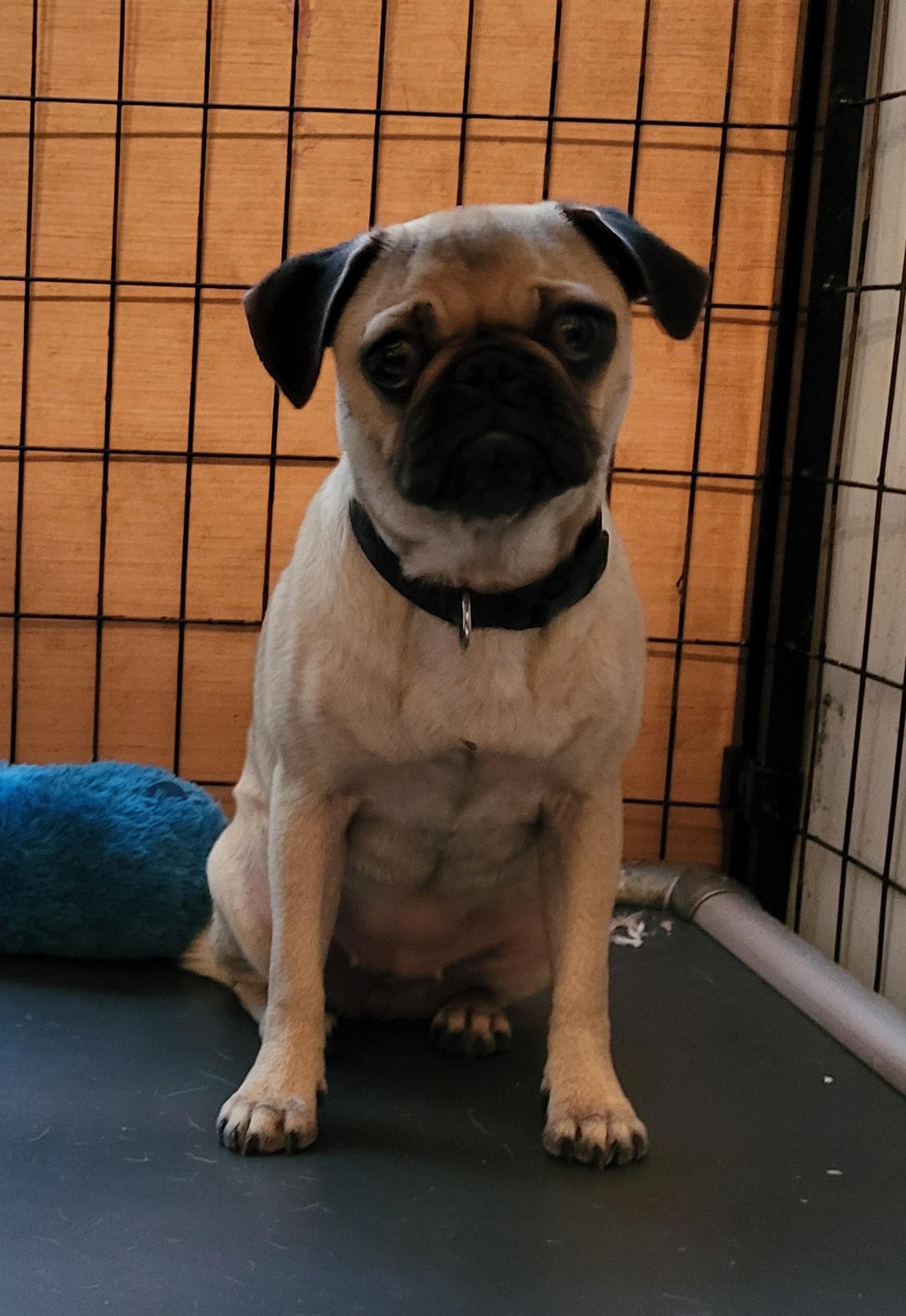 Enlarge Daisy P, a Adopted Pug in Sarasota, FL image 4/6