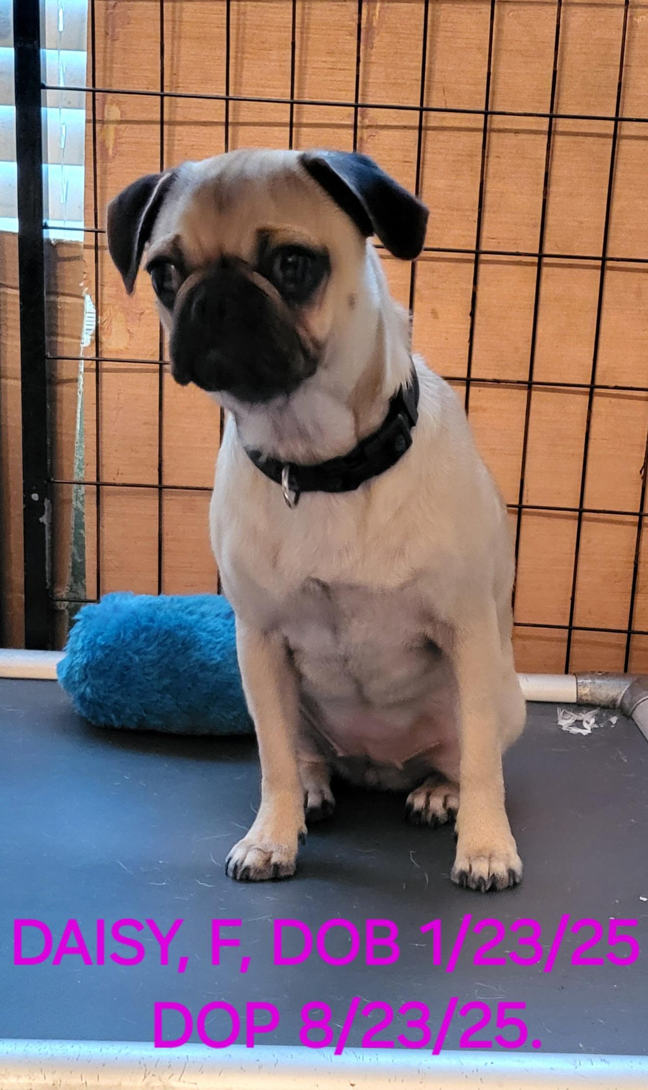 Enlarge Daisy P, a Adopted Pug in Sarasota, FL image 5/6