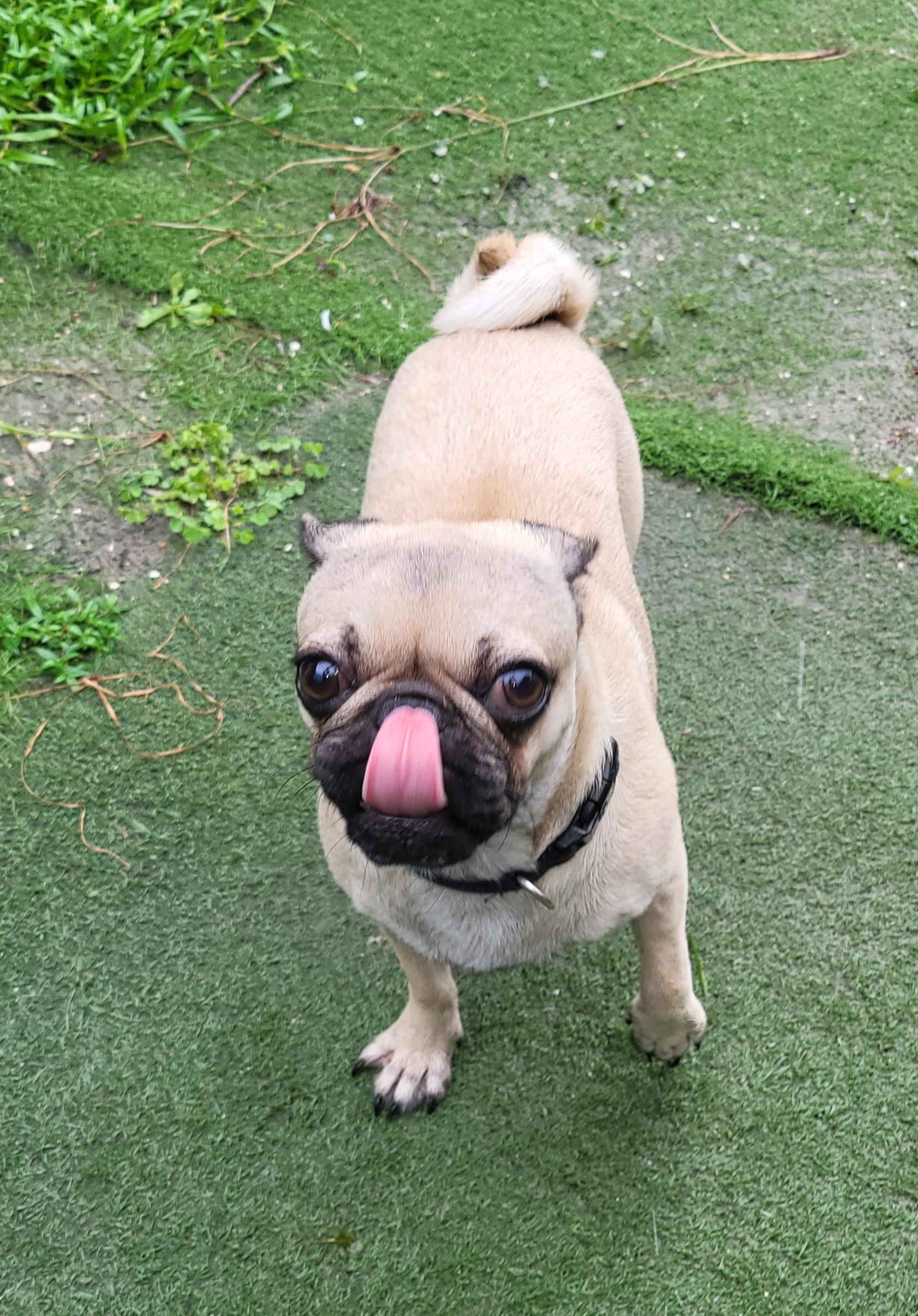 Enlarge Daisy P, a Adopted Pug in Sarasota, FL image 6/6