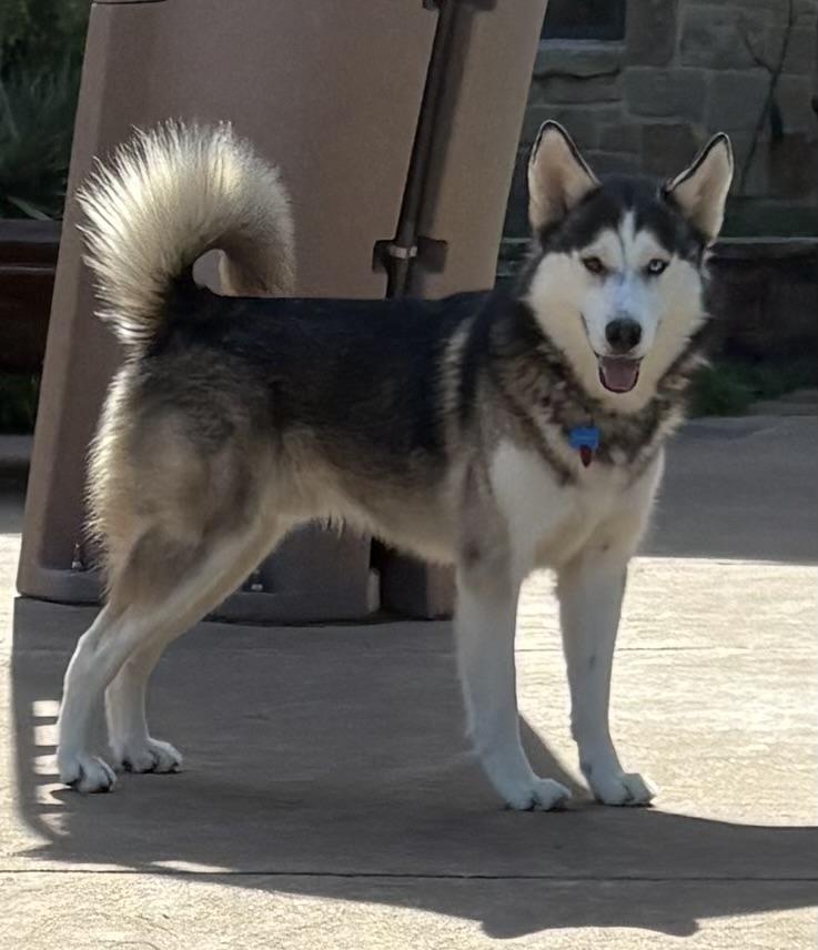 JOURNEY, a Adoptable Siberian Husky image 2/5