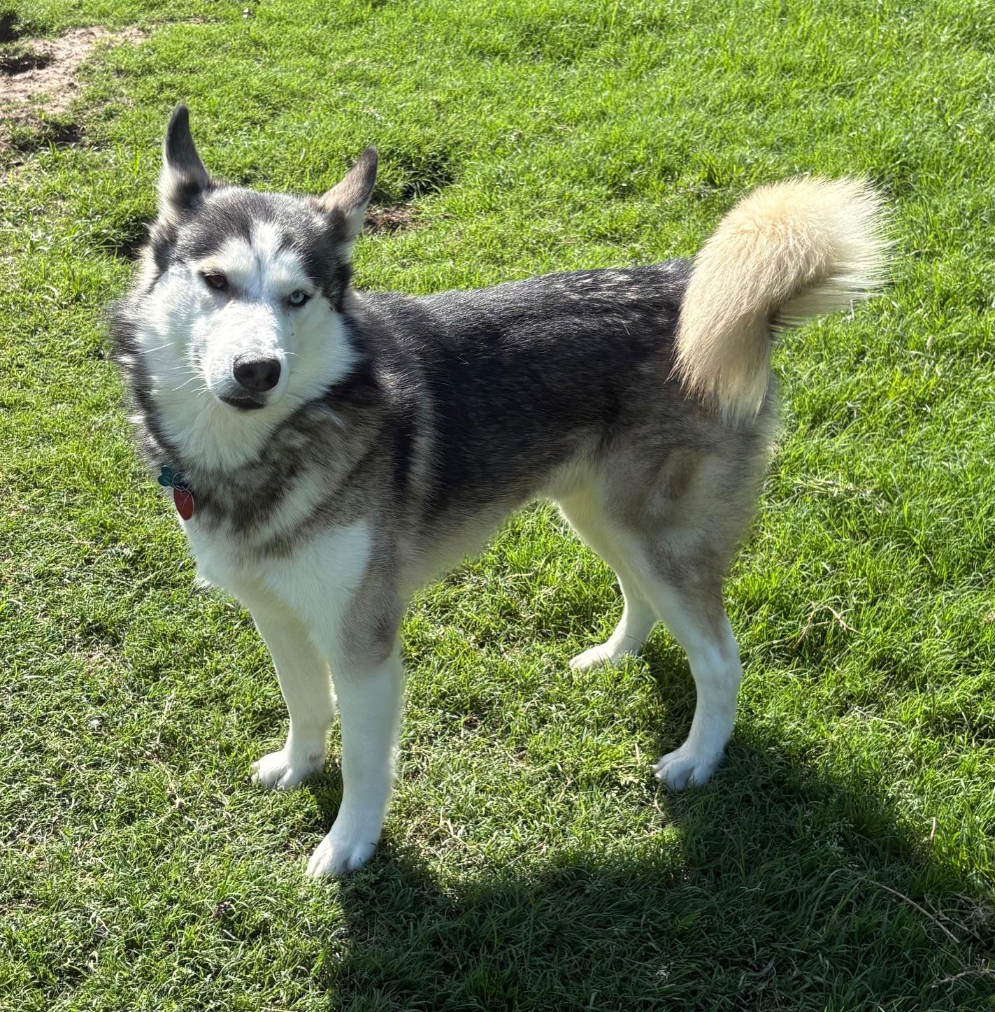 JOURNEY, a Adoptable Siberian Husky image 3/5