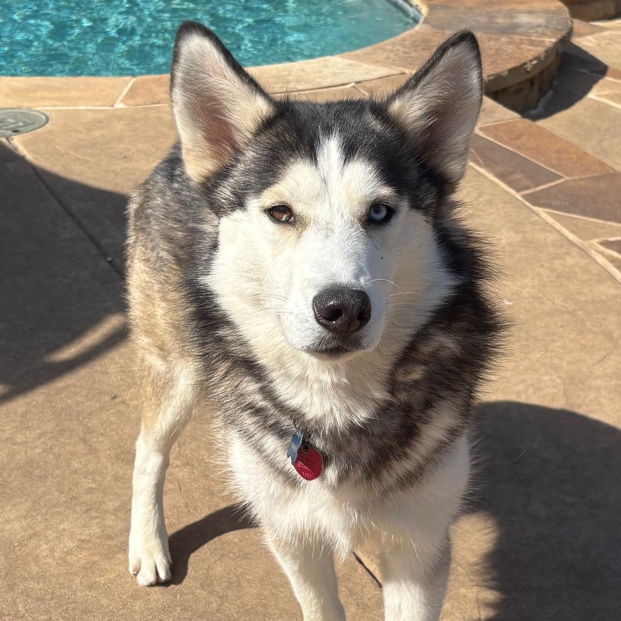 JOURNEY, Adoptable, Young Male Siberian Husky.