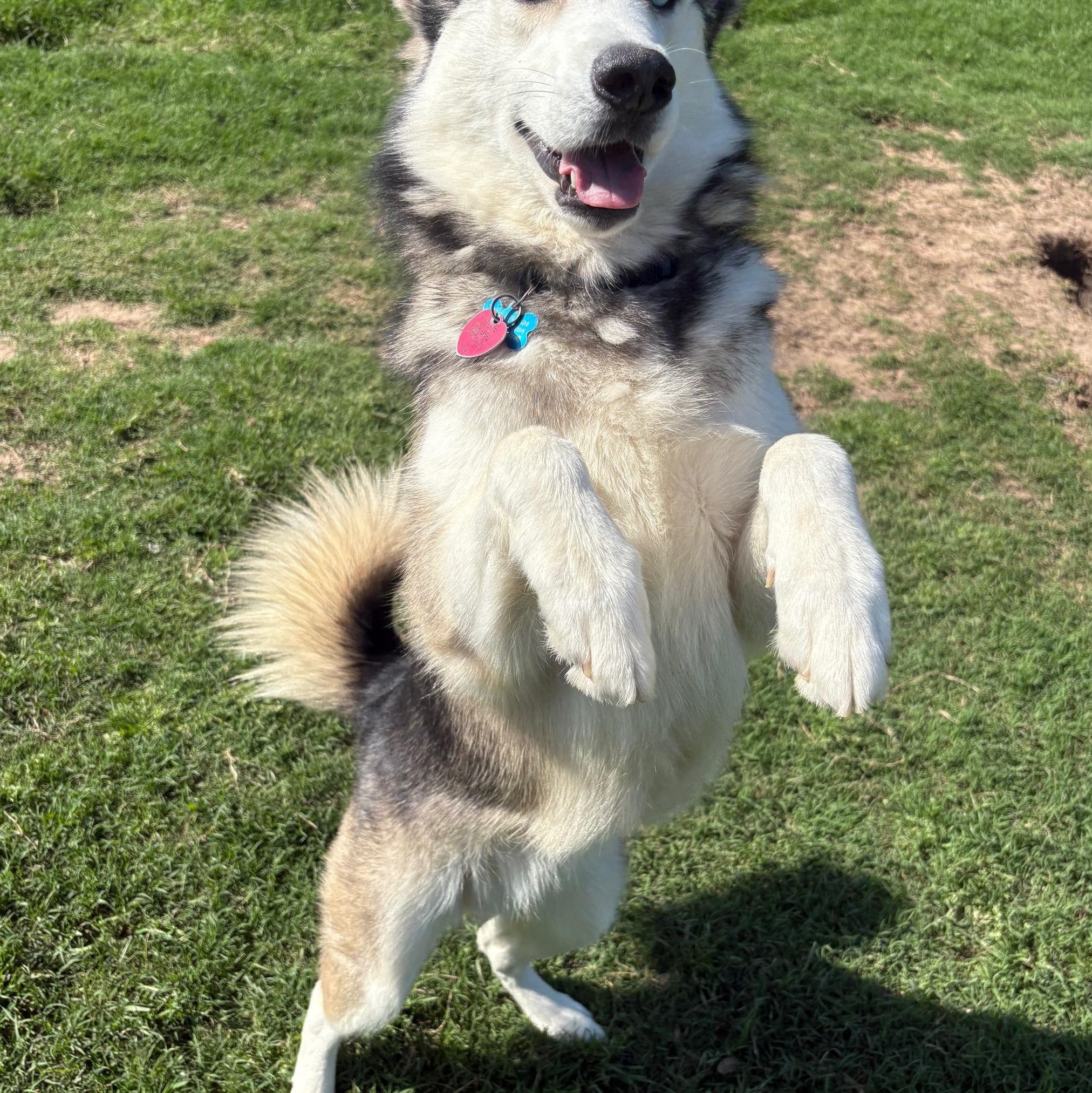 JOURNEY, a Adoptable Siberian Husky image 5/5
